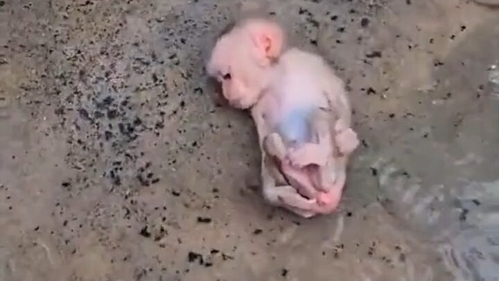 网友雨中救助小猴，长大后变得乖巧懂事还给她带来了惊喜。