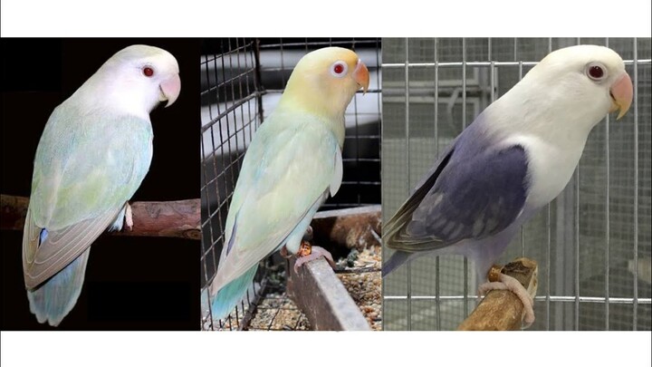 Kenali Ciri Dun Fallow, Predikat Harga Burung Lovebird Termahal Tahun 2022 Masih Jenis Lovebird ini