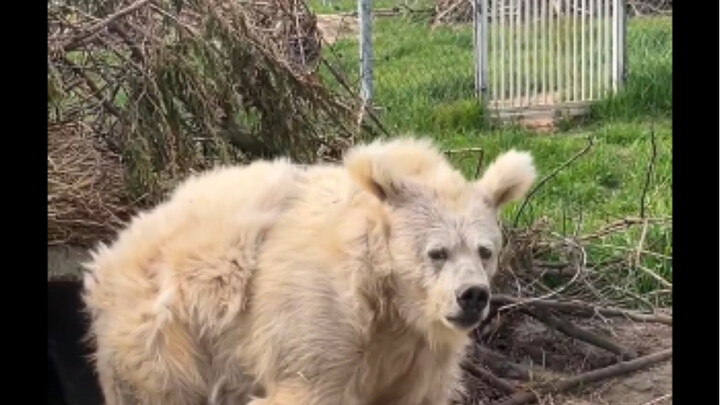 Chada the Himalayan Brown Bear’s Hilarious Morning Routine