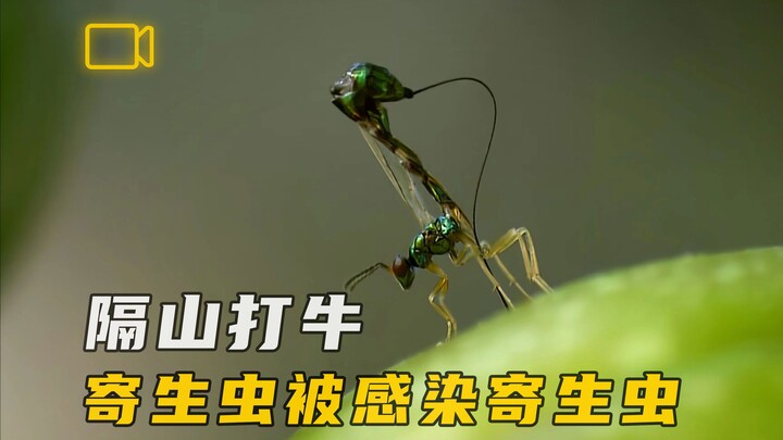 当寄生虫感染上了寄生虫，谁能胜出？