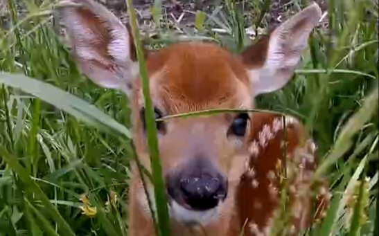 Little Deer: Have you seen my mom?