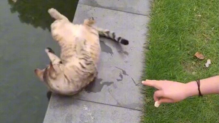 When this little cat gets cute and acts spoiled, it really goes all out!