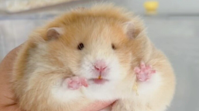 Can cats and mice be raised together?