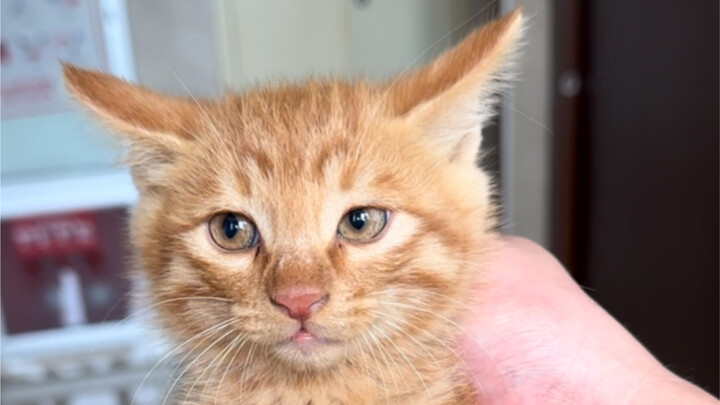 أكاديمية مودي تواجه عائلة ليون كات الموسم الثاني: القبض على العينين المختلفتين