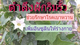 ผักตำลึงรักษาโรคเบาหวาน เพิ่มอินซูลินให้ร่างกายซึ่งสำคัญมากกับคนที่เป็นเบาหวาน/โดยฮอยไทยอีสาน