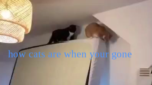 Lion King Live Action