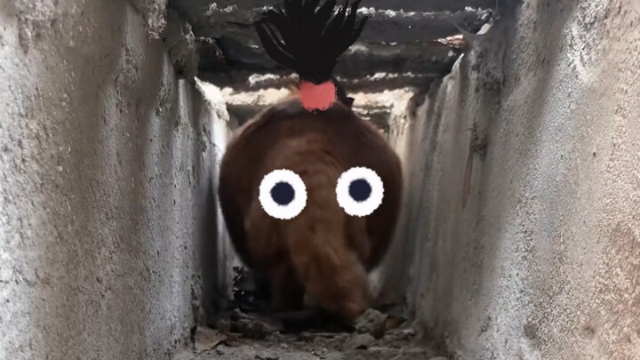 Trong cống thoát nước có một chú mèo voi biết lùi xe!