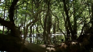 Guardians of the River Danube Floodplain Forests Jungle Planet