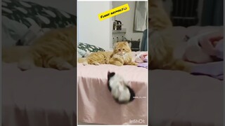 Funny animals #funnycats  #funny #shorts #ytshorts #cat