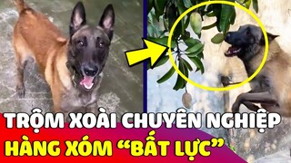 Nhà có chiếc chó 'TRỘM XOÀI' đỉnh cao khiến 'HÀNG XÓM' bất lực xin thua 😅 Gâu Đần