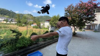 Ketika ganti bulu, kekuatannya terlalu lemah, untuk pertama kalinya diganggu oleh burung jay biru