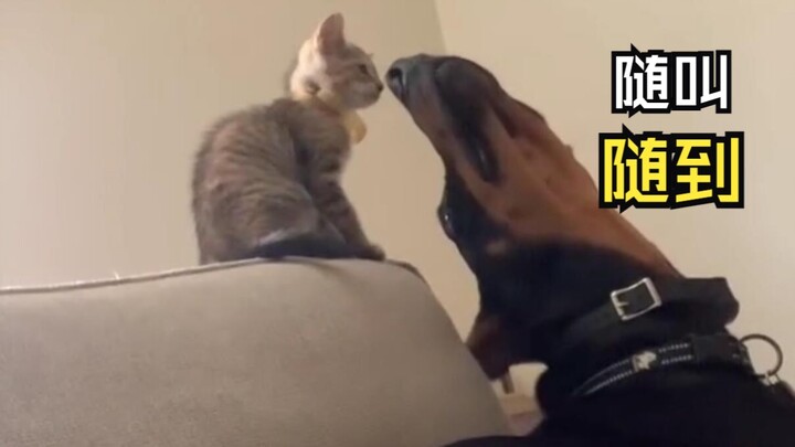 Those animal videos that lift your spirits!