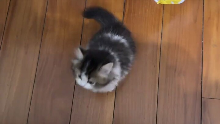 قط صغير عمره شهرين يصعد إلى السرير للمرة الأولى