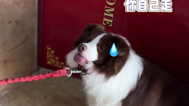 Yuzai: The lactic acid hasn’t worn off yet; next time for sure.