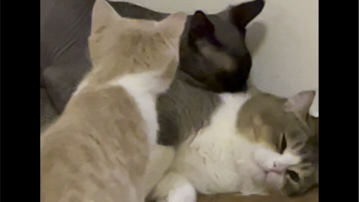 I don’t believe there’s a single straight male cat in any household!