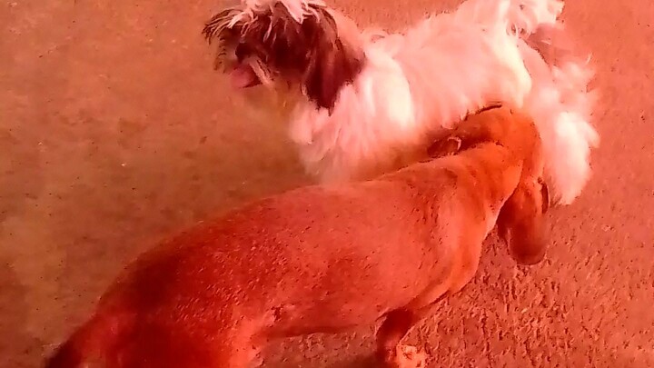 playing time