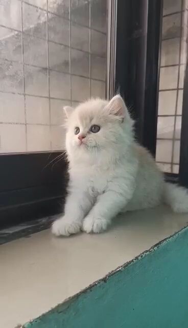 Cute Cat