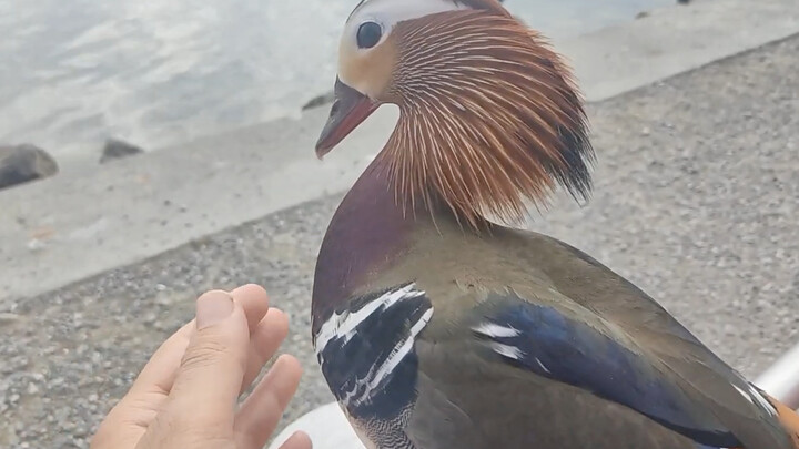 Just give it some food, and you can stroke the mandarin duck’s handsome little chest.