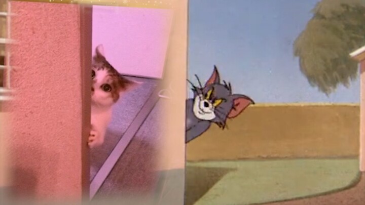 Tom and Jerry diadaptasi dari kejadian nyata