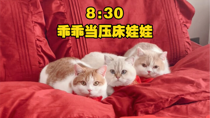 How Busy Are the Kittens on the Wedding Day?