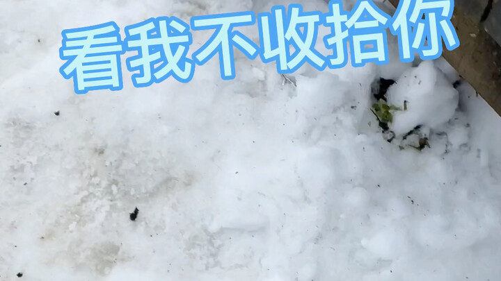 ถึงเวลาเล่นหิมะอีกแล้ว!