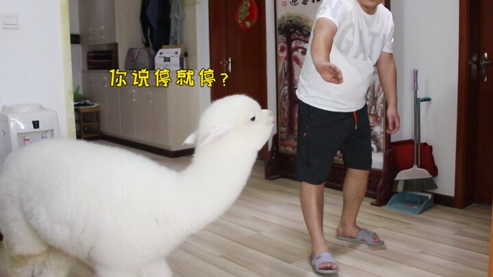 The owner pretended to hit the alpaca, but unexpectedly the alpaca lost its temper and went for real