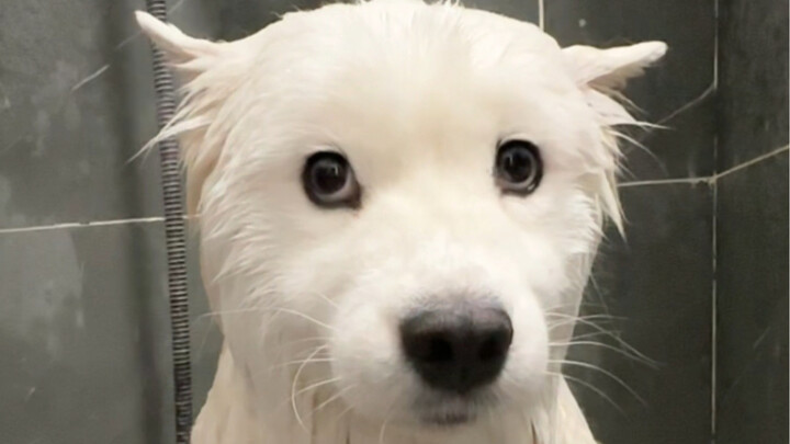 ขนของสุนัขซาโอมีความฟูหนาแค่ไหน?