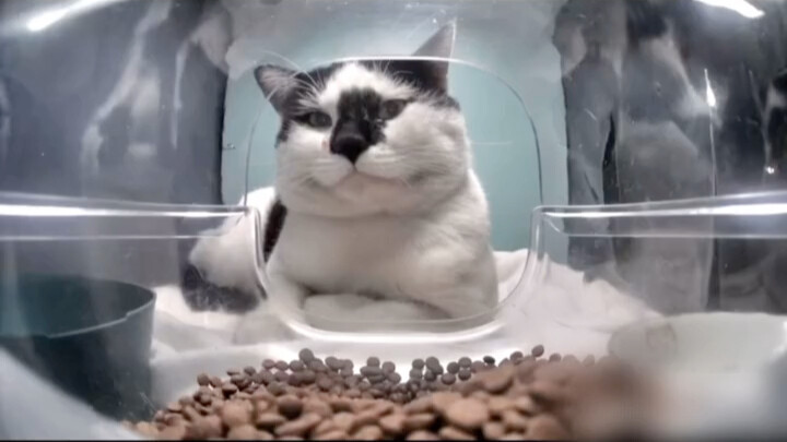 I'm unmoved, bro—gobbling down free meals like they're nothing!