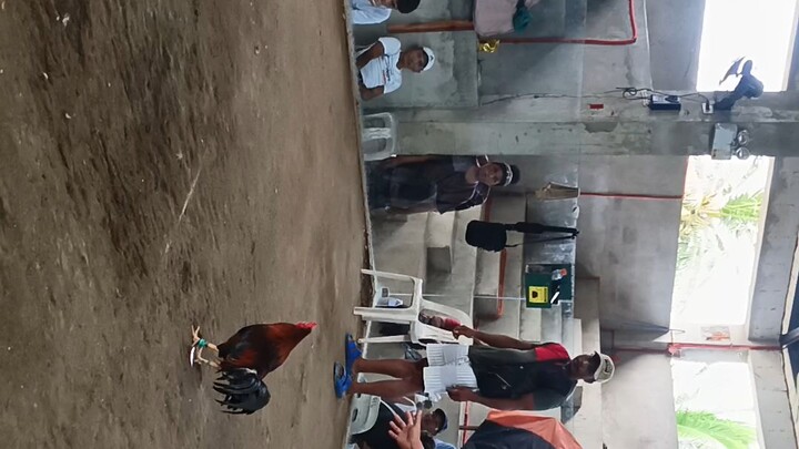 Gull x Claret (3rd fight) (san andres quezon cockpit arena)