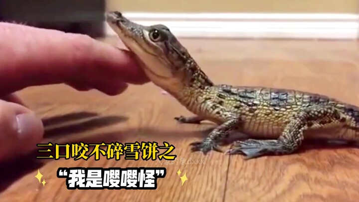 Bạn đã nghe tiếng kêu của chú cá sấu con chưa? Thật sự đáng yêu ngọt ngào chết mất thôi