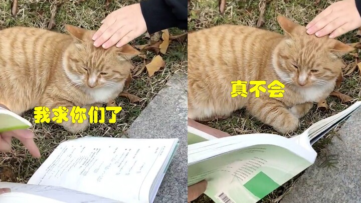As finals approach, students in Changde flock to the orange tabby senior to ask for help—only to be 