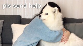【MAYA】拥抱太久之后的搞笑反应（狗头） || Mayapolarbear【斑豆搬运】