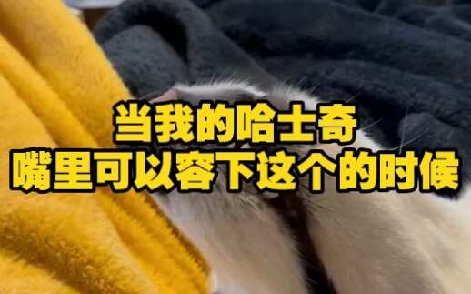 When my husky can fit this in its mouth