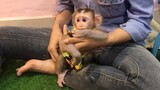 Very active baby monkey Mino