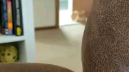 very funny cat video