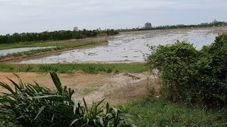 Ra Sông Mùa Vẹm Cờ Về Xào Trái Bầu Cho Buổi Cơm Chiều Quê.Góc Làng Quê