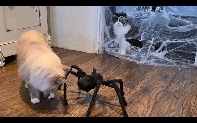 Cats Vs Giant Spider- ฮัลโลวีน
