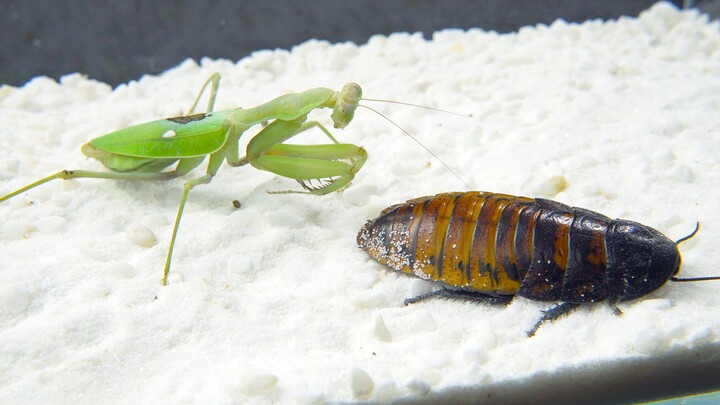 Reptile Pet | Mantis VS Giant Cockroach