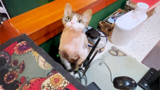 WiFi cats and router cats—whatever, they're all cats anyway. What's wrong with them hanging out toge