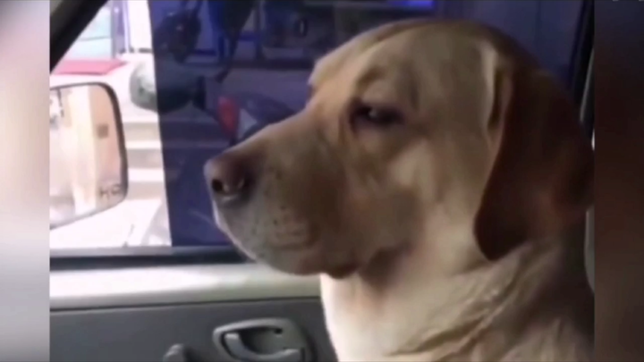 يمكنك أن تتلقى مخالفة من شرطة المرور حتى وأنت في السيارة؟ ألم يكن بإمكانهم الاتصال بي؟