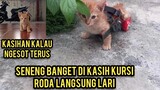 Anak Kucing Lumpuh Lucu Saat Di Kasih Kursi Roda Malah Kaya Delman.!