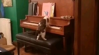 I don't have a cat that can play the piano yet