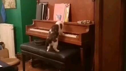 I don't have a cat that can play the piano yet