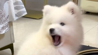 奶凶奶凶的耶耶“咬洗你”