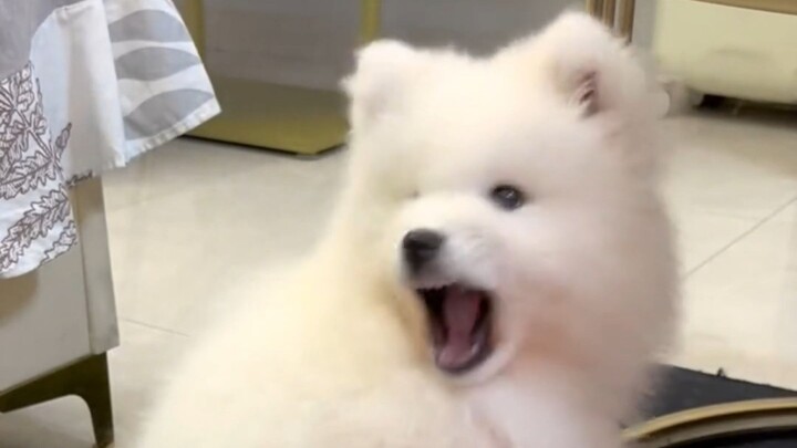 Yeye yang imut dan menggemaskan "Menggigitmu"