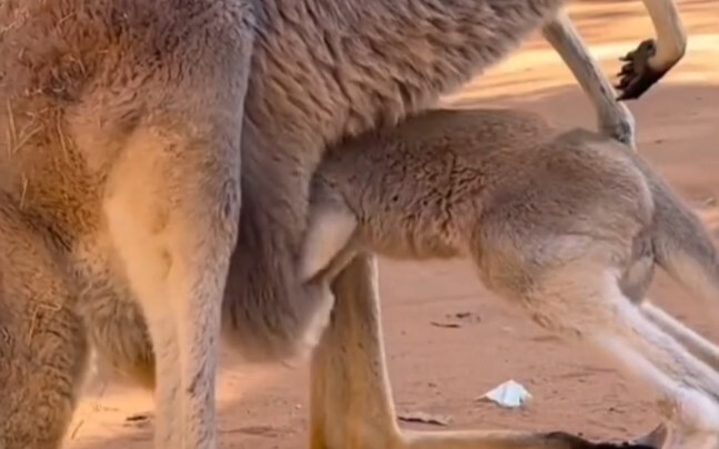 How do baby kangaroos get in and out of their mother’s pouch?