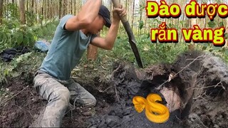 Truy Đuổi Nghẹt Thở Phát Hiện Rắn Vàng Kỳ Lạ | Đại Vùng Cao