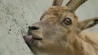 Động vật leo đá ( lồng tiếng phiên dịch )