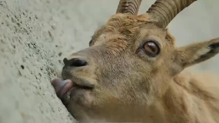 Động vật leo đá ( lồng tiếng phiên dịch )