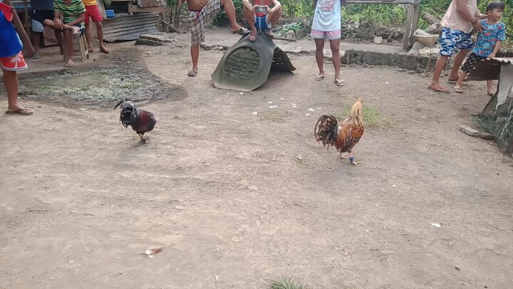 nka chamba bulik namin